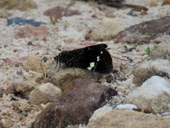 Platagarista macleayi