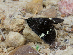 Platagarista macleayi