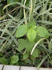Causonis japonica