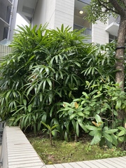 Rhapis excelsa
