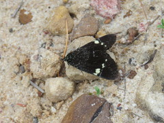 Platagarista macleayi