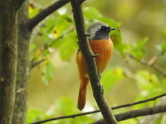 Phoenicurus auroreus