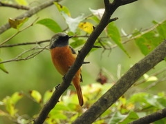 Phoenicurus auroreus