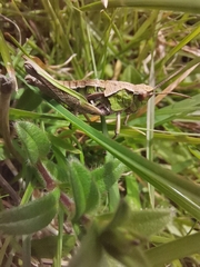 Sigaus campestris