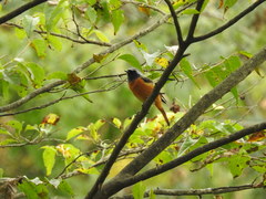 Phoenicurus auroreus