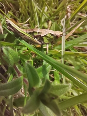 Sigaus campestris