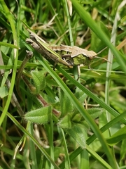 Sigaus campestris