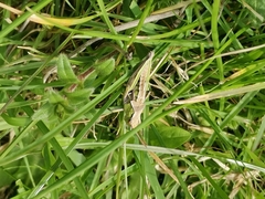 Sigaus campestris