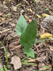 Endodeca serpentaria