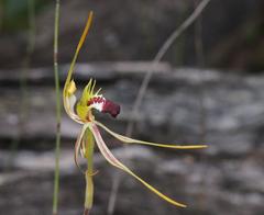 Caladenia dilatata