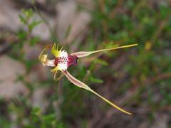 Caladenia dilatata