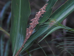 Alpinia stachyodes