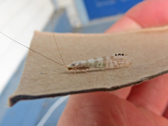 Nectopsyche exquisita