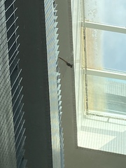 Pseudothemis zonata