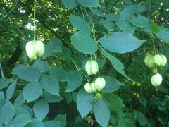 Staphylea pinnata