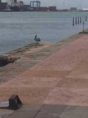 Pelecanus occidentalis