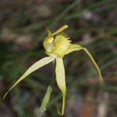 Caladenia flavovirens