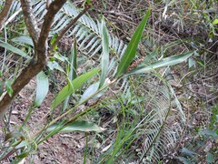 Alpinia stachyodes