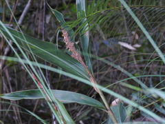 Alpinia stachyodes