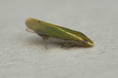 Alconeura fulminea