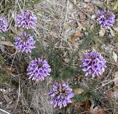 Gompholobium confertum