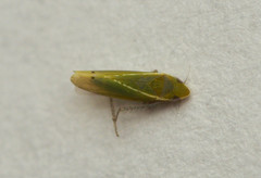 Alconeura fulminea