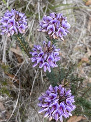 Gompholobium confertum