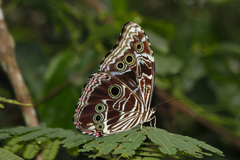 Morpho deidamia