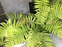 Christella parasitica
