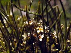 Olearia crosby-smithiana