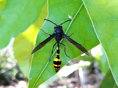 Phimenes flavopictus blanchardi
