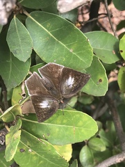 Curetis acuta paracuta
