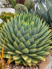 Aloe polyphylla