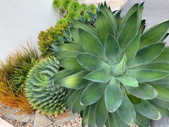 Aloe polyphylla