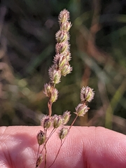 Anthenantia