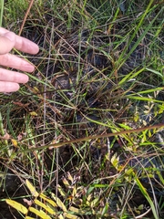 Anthenantia