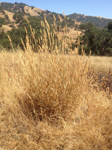 iNaturalist observation photo of harding grass