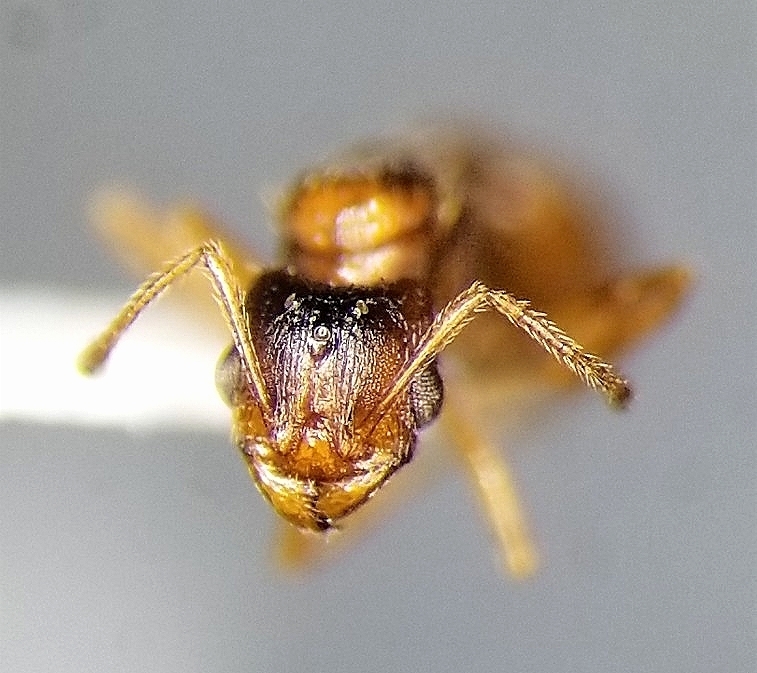 Pheidole inquilina