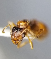 Pheidole inquilina