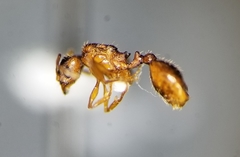 Pheidole inquilina