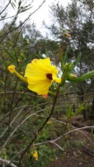 Hibiscus divaricatus