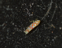 Dikrella maculata