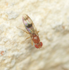 Chymomyza amoena