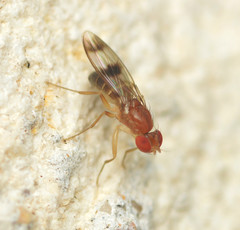 Chymomyza amoena
