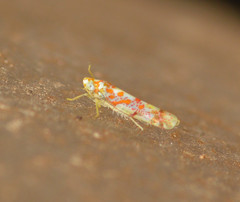 Dikrella maculata