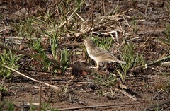 Cisticola aridulus