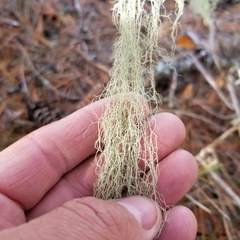 Usnea cavernosa