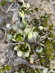 Leptospermum spinescens