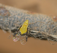 Monellia caryella