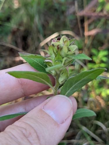 Image of Ludwigia pilosa by (c) Alison Northup, some rights reserved (CC BY)